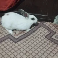 خرگوش|موش و خرگوش|سیب و سوران, |دیوار