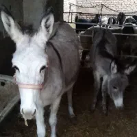 الاغ با کره|حیوانات مزرعه|مهریز, |دیوار