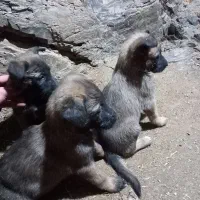 توله سگ|سگ|فشم, |دیوار