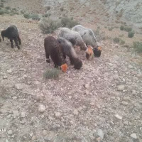 میش بره|حیوانات مزرعه|ایذه, |دیوار