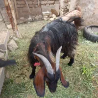 بز شهر کردی شیرا
