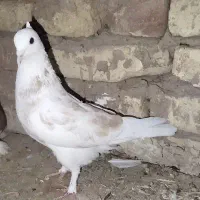 کفتر|پرنده|یزد, |دیوار