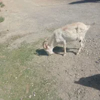 چبش وتکه  اصل سانن اصل اصل