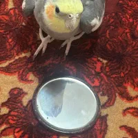 عروس هلندی گمشده