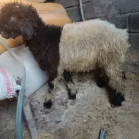 بره تخمی|حیوانات مزرعه|مسجد سلیمان, |دیوار