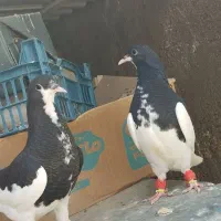 کفتر شهری بهبونی