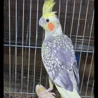 طوطی عروسی|پرنده|الوند, |دیوار