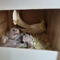 جفت عروس با جوجه