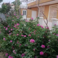 فروش باغ ویلایی 3600متر|فروش خانه و ویلا|ابرکوه, |دیوار