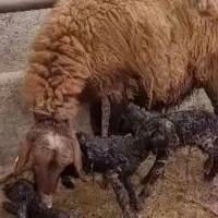 غوچ همو ژن بره نر و ماده ومیش همو هترو سه غلو