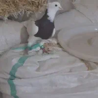 کبوتر طوق سرخ