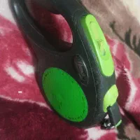 کفتر خال دم قرمز و پرنده زینتی قلاده سگ