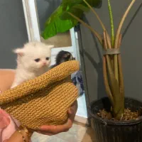 گربه هیمالین|گربه|بندر انزلی, بی بی حوریه|دیوار