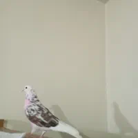 دوتا ماده غریب گیر