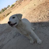 با سلام خسته نباشید یک عدد توله سگ افغان|سگ|هامون, |دیوار