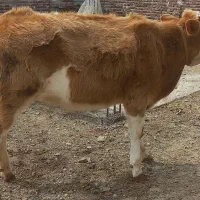 ماده سیمیتال ۱۵۰۰۰۰۰۰۰میلیون تومان