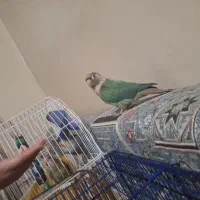 سلام این طوطی|حیوانات|خرمشهر, |دیوار