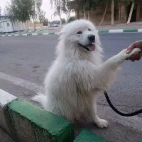 سگ ها