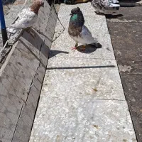 دوعدد کفتر نر مست هوای بهبونی