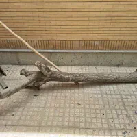 تنه درخت گردو