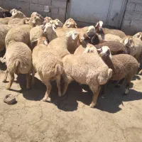 گوسفند فروشی ماده