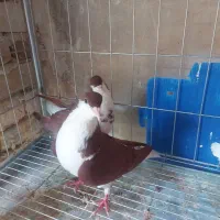 خوشرنگ سرخ|پرنده|الوند, |دیوار