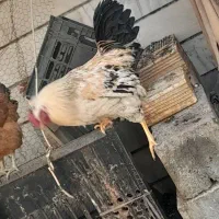 خروس چهل تاج جوان