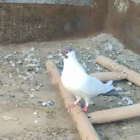 کفتر خالدم ۱۴ لاخ دم و ساده امری