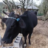 گاو دو رگ هلشتان ۴ ساله|حیوانات مزرعه|سنگر, |دیوار