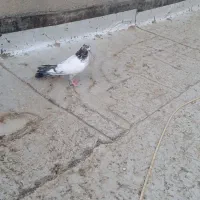 کبوتر کله دمبی|پرنده|کبودرآهنگ, |دیوار
