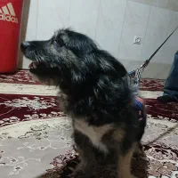 سگ حیوانات|سگ|قم, ولیعصر|دیوار