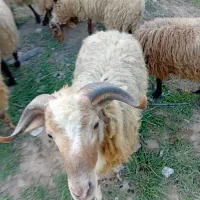 گوسفندبره ۹ماهه پرگوشت