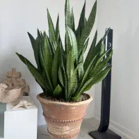 گل و‌گیاه اپارتمانی