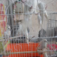 عروسی هلندی سخنگو|پرنده|پاکدشت, پاکدشت (مامازند)|دیوار