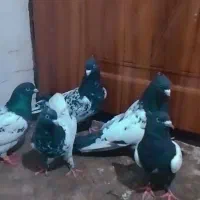 کفتر|پرنده|دلند, |دیوار