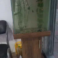 آکواریوم با تعدادی ماهی