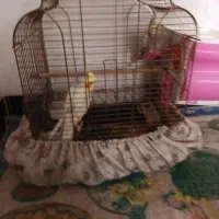عروس هلندی