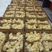 انواع جوجه گلپایگان بلک استار بلدرچین و قیرع