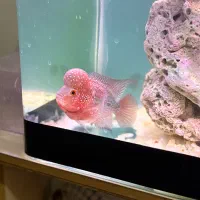 ماهی فلاور هورن‌ گرید A|ماهی|اردبیل, |دیوار