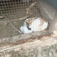 حیوان خانگی خرگوش