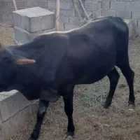 گاو فروشی