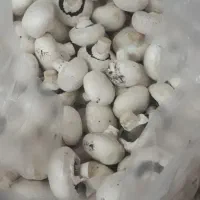 قارچ دکمه ای