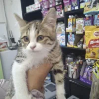 گربه نر خانگی