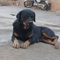 واگزاری سگ روتوایلر