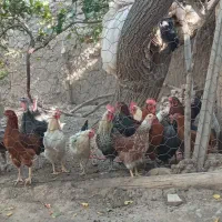 چند تا بوقلمون و خروس هشت ماهه