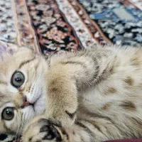 بچه گربه بریتیش گلد بنگال|گربه|تهران, باغ فیض|دیوار