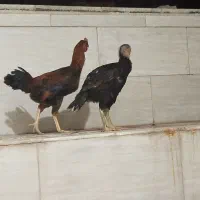 جفت لاری|حیوانات مزرعه|اردکان, |دیوار