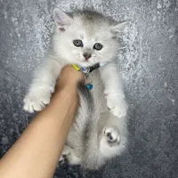 بچه گربه بریتیش اسکاتیش