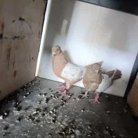 کفتر سینه