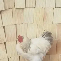 خروس برهمای اصل